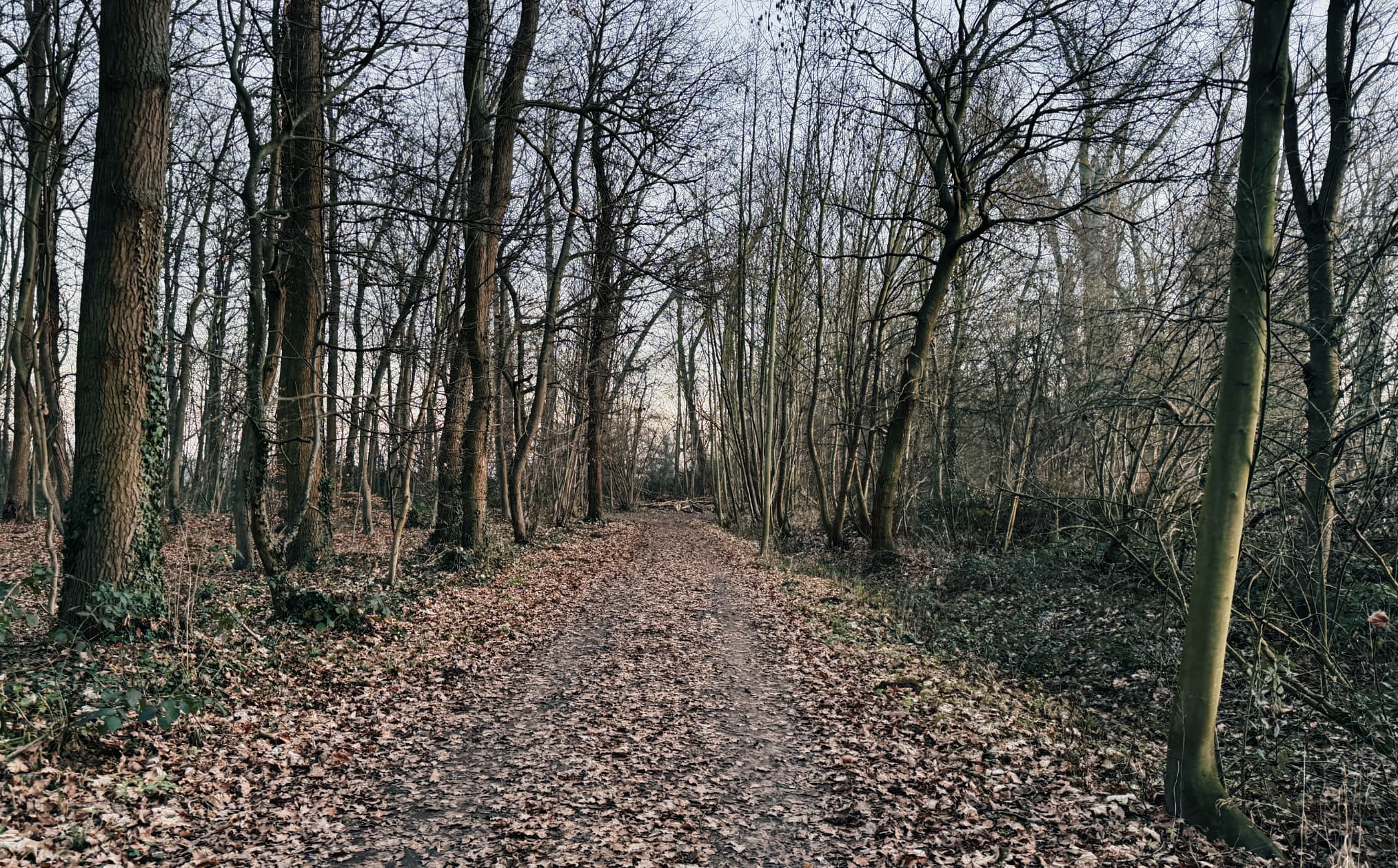 Ordenswald