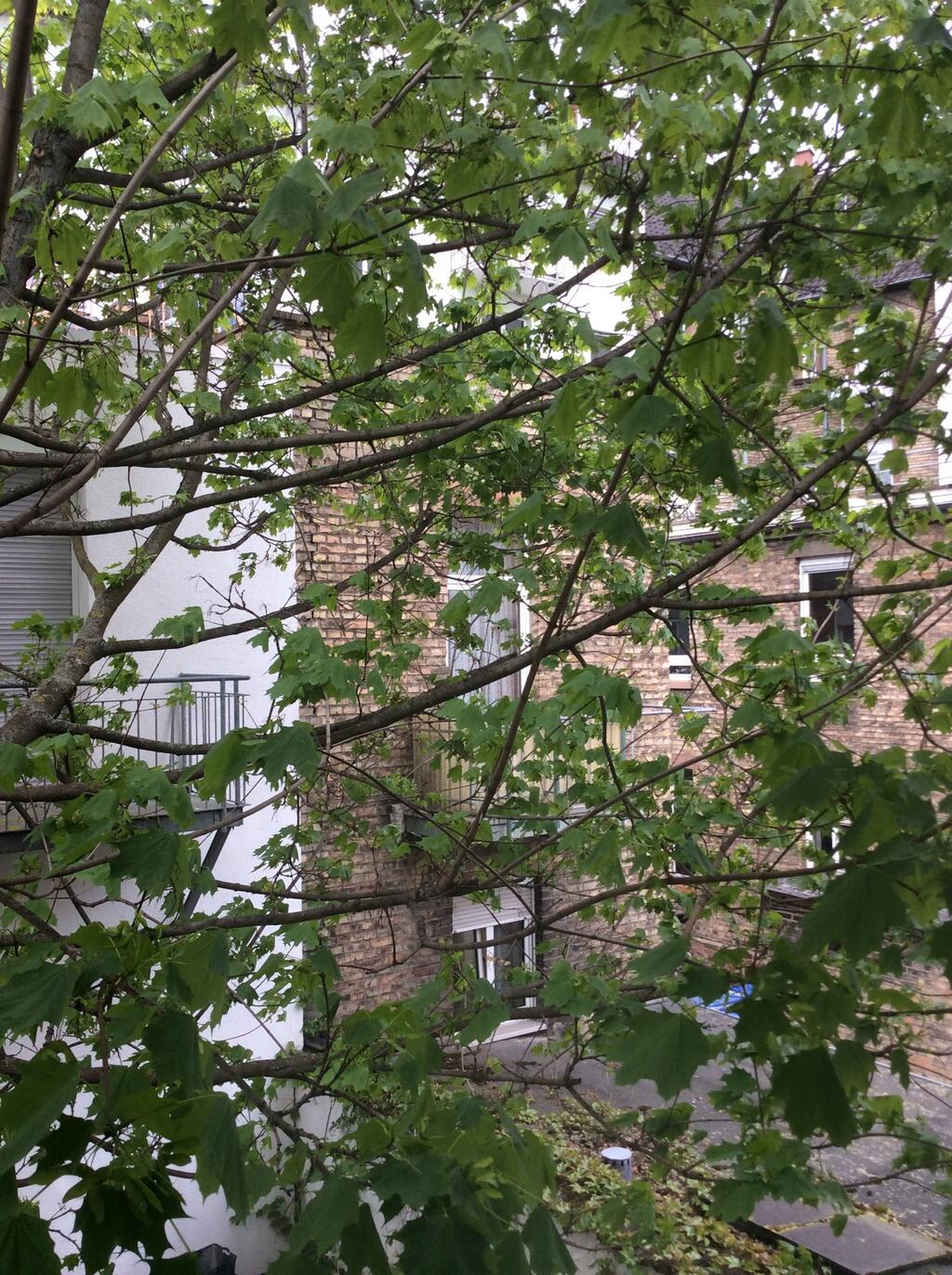 Tweet Image