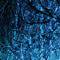 Tweet Image
