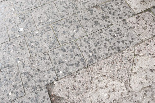 Tweet Image