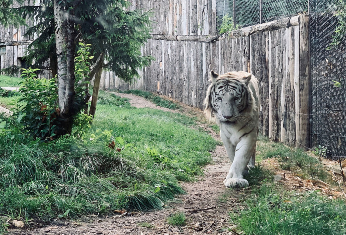 Ein weißer Tiger