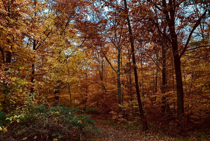 Friedwald Kirchheimbolanden