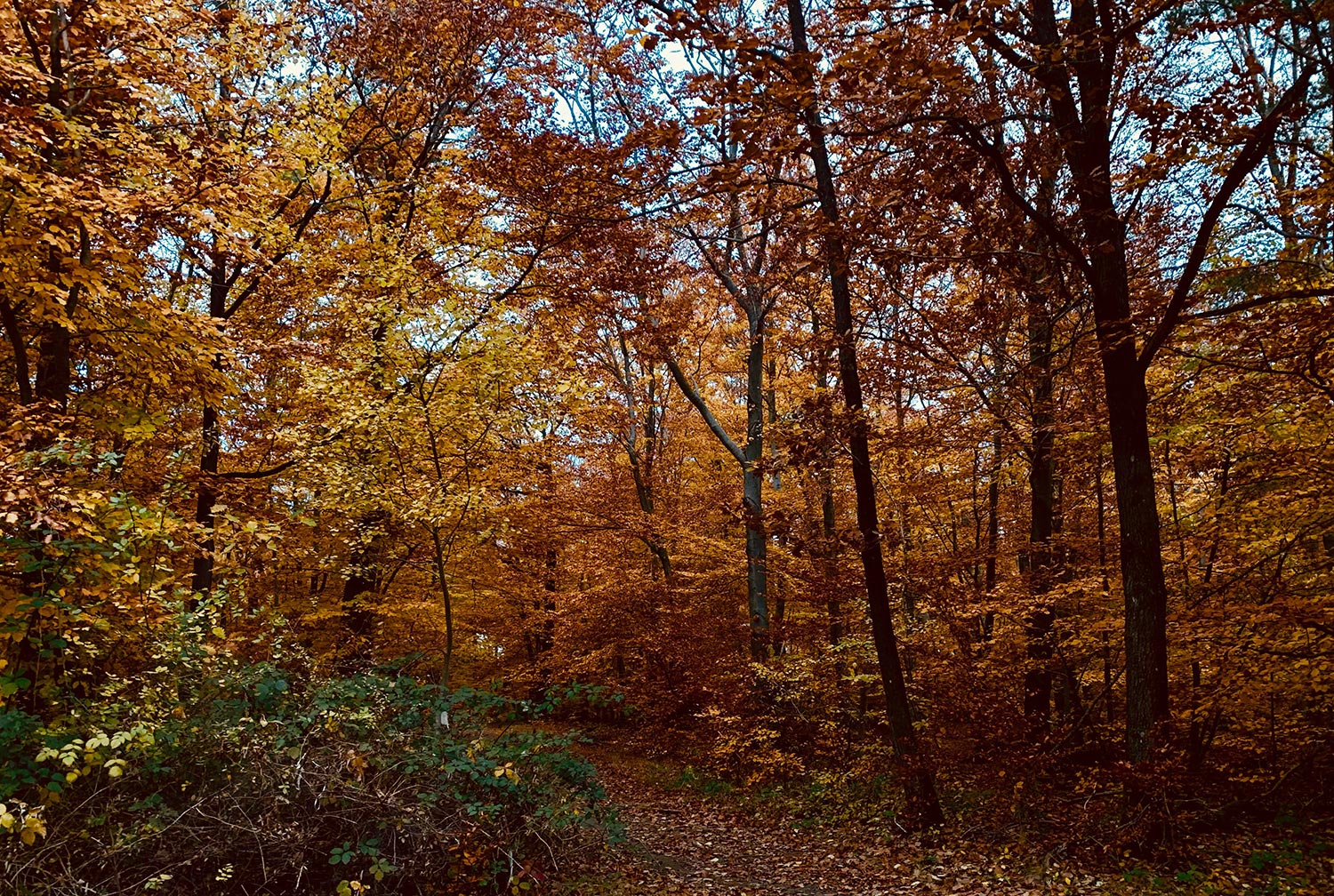 Friedwald Kirchheimbolanden