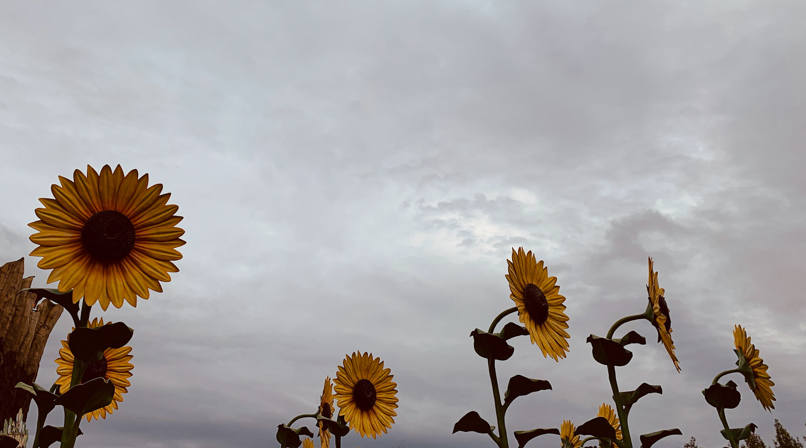 Sonnenblumen im Holiday Park